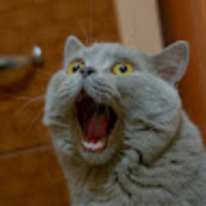 Meet your Posher, Gwen